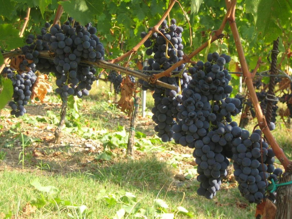 Fattoria Di Rignana Winery Bnb Greve in Chianti Ngoại thất bức ảnh
